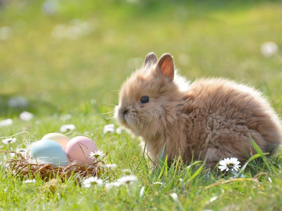 Easter Facts - Featured