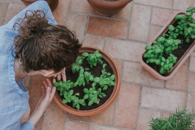 Herb Garden Ideas - Featured