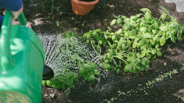 Herb Garden Ideas - Outdoor Herb Garden