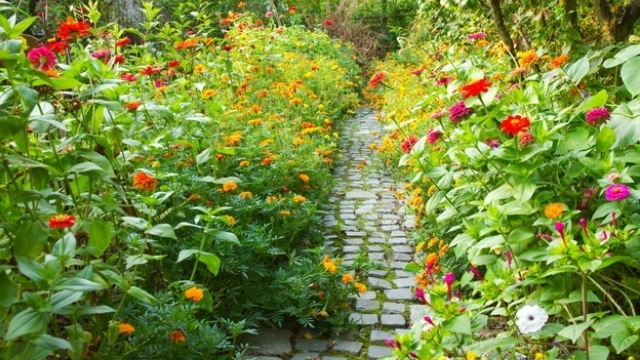 Oasis Pathway