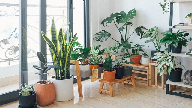 Create a Dedicated Plant Corner