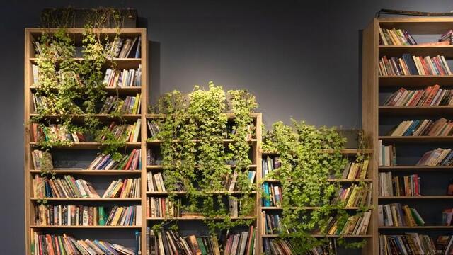 Elevate Your Bookshelves with Dreamy House Plant Ideas