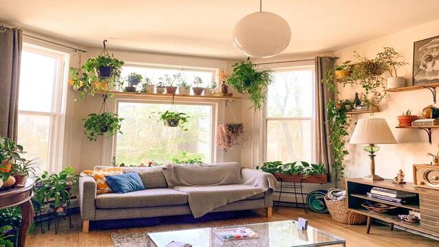 Flaunt Your Hanging Plant Collection