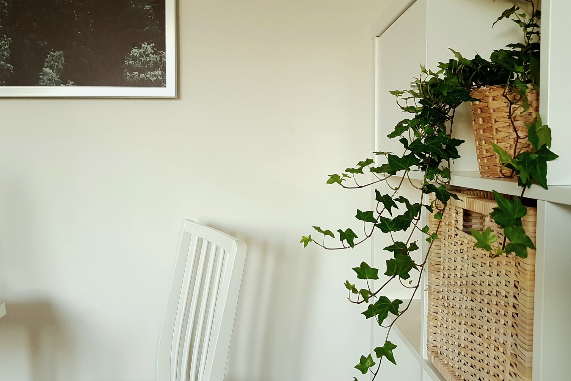 How to Take Care of an Ivy Plant