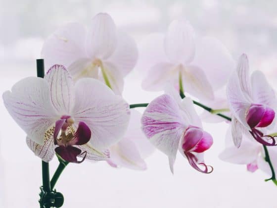 How to Water Orchids