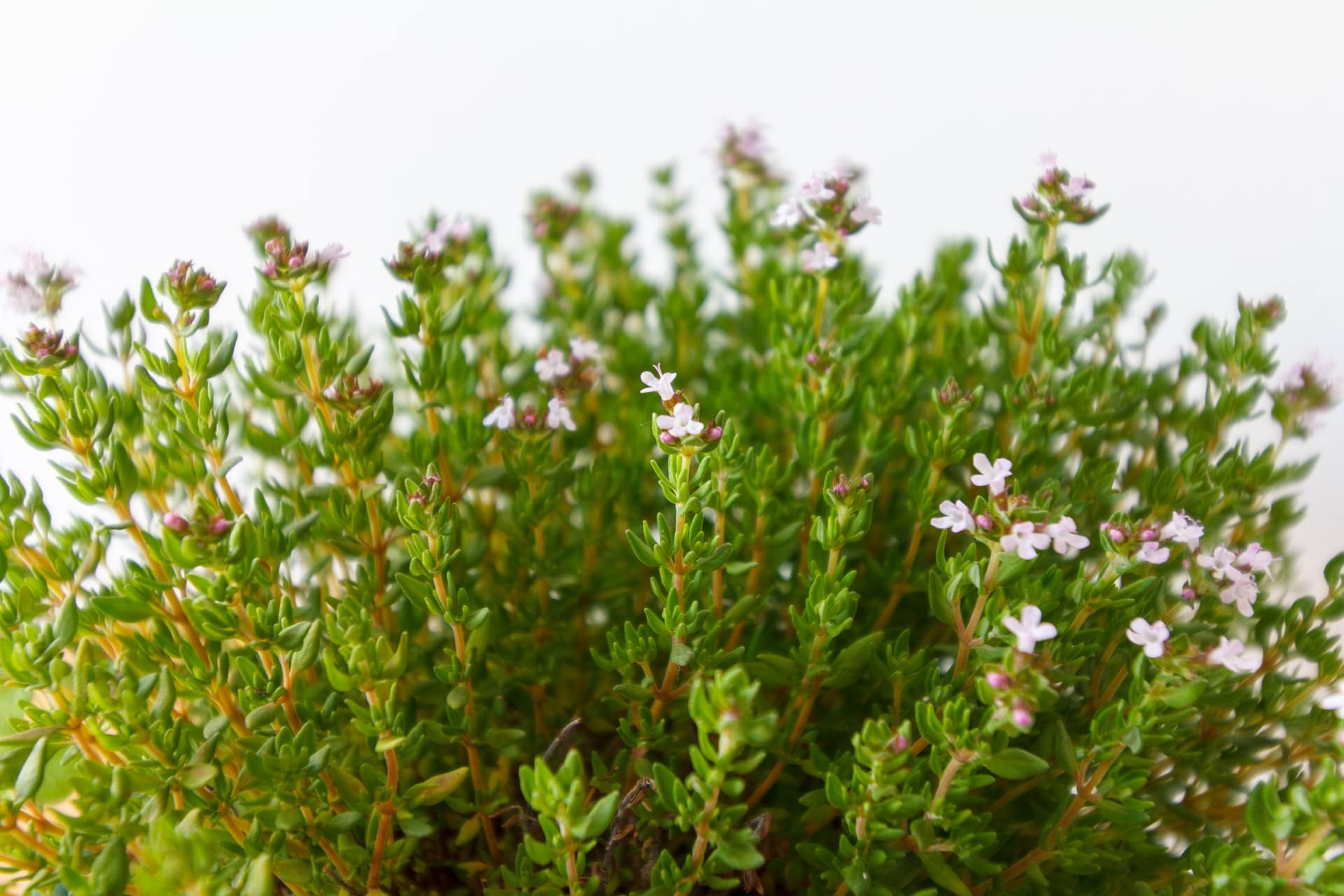 How to Propagate Thyme