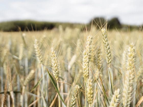 40% Wheat Price Spike—Start of Global Food Inflation?