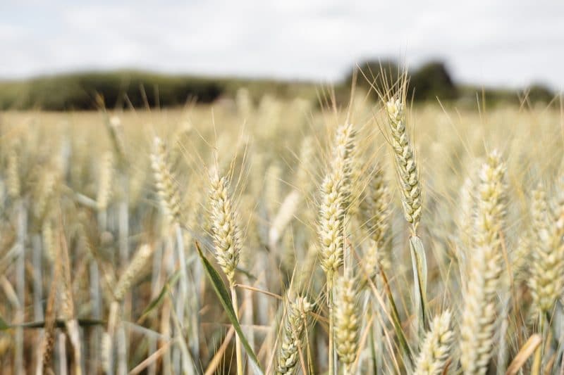 40% Wheat Price Spike—Start of Global Food Inflation?