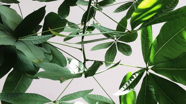 Umbrella Plant (Schefflera)