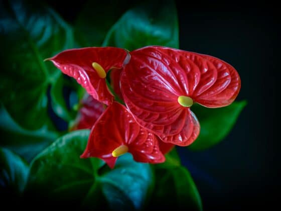 How to Care for Anthurium