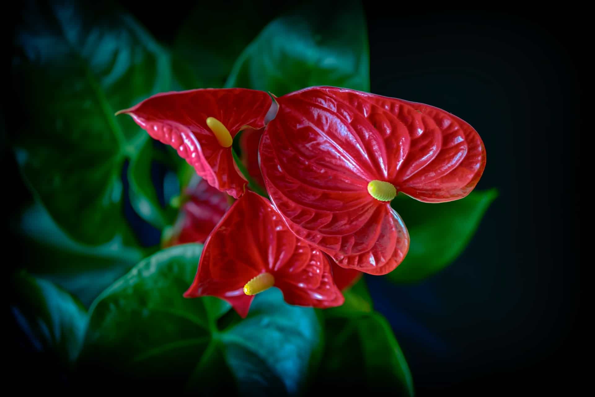 How to Care for Anthurium