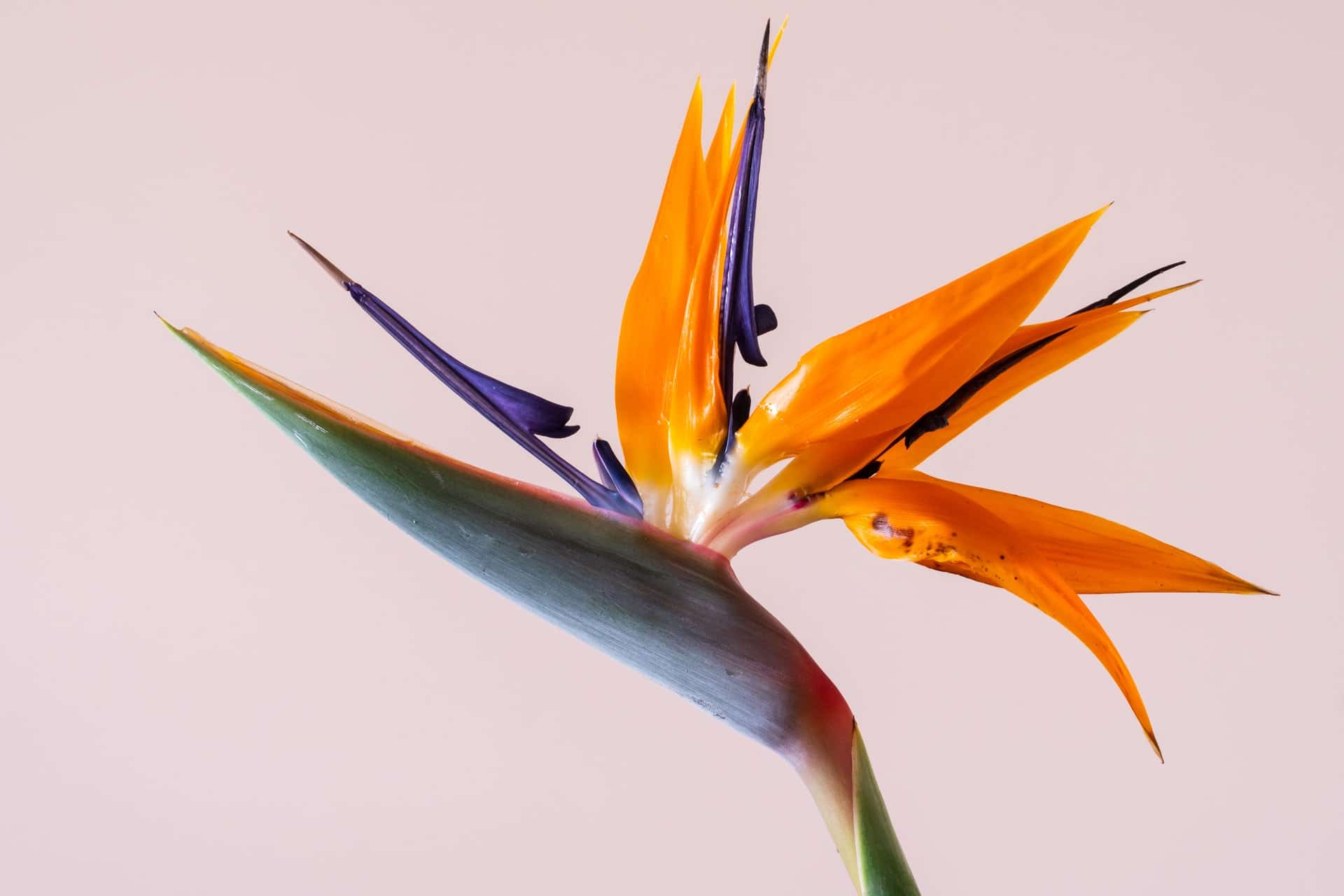 How to Propagate Bird of Paradise
