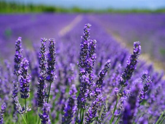 How to grow lavender from seed