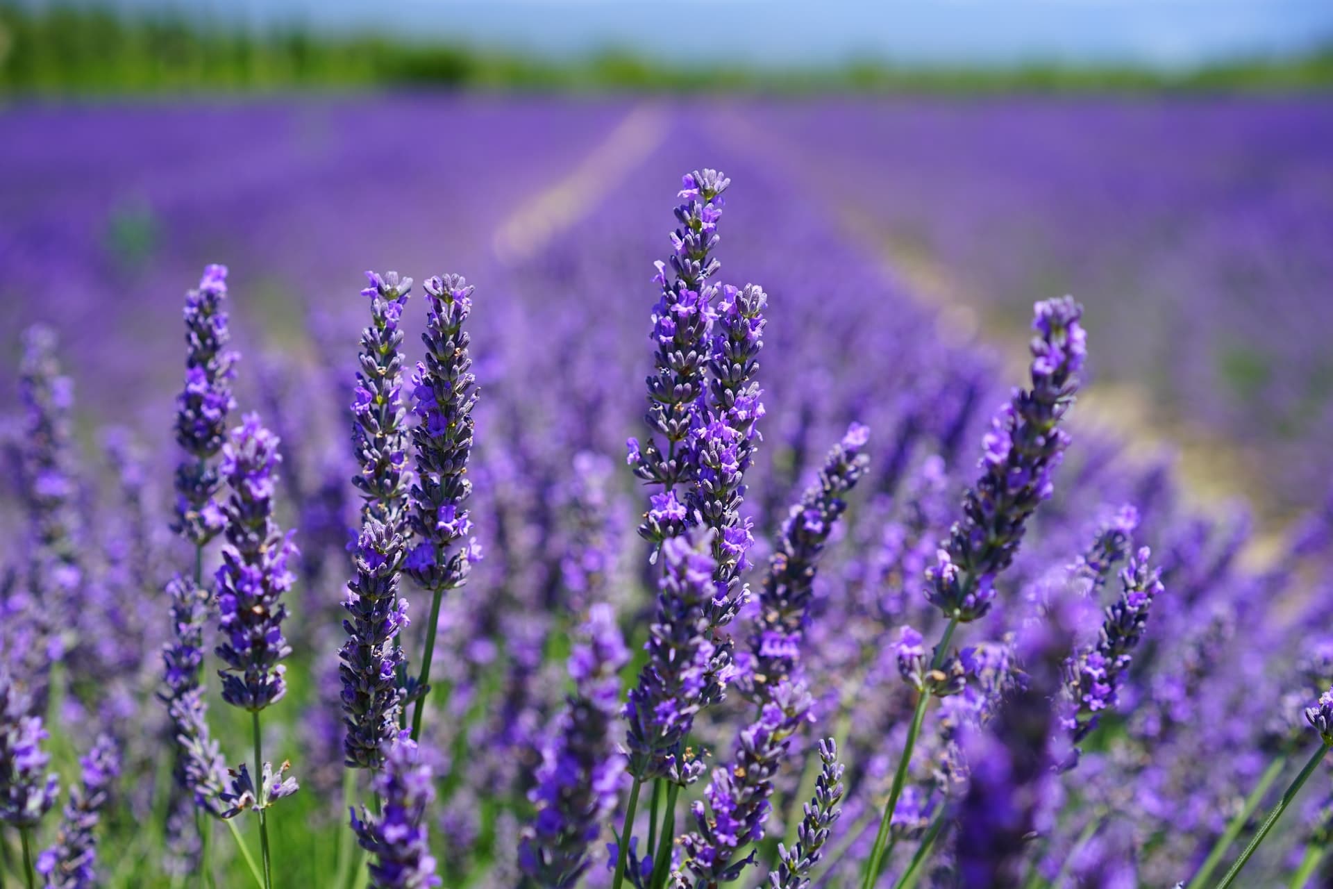 How to grow lavender from seed