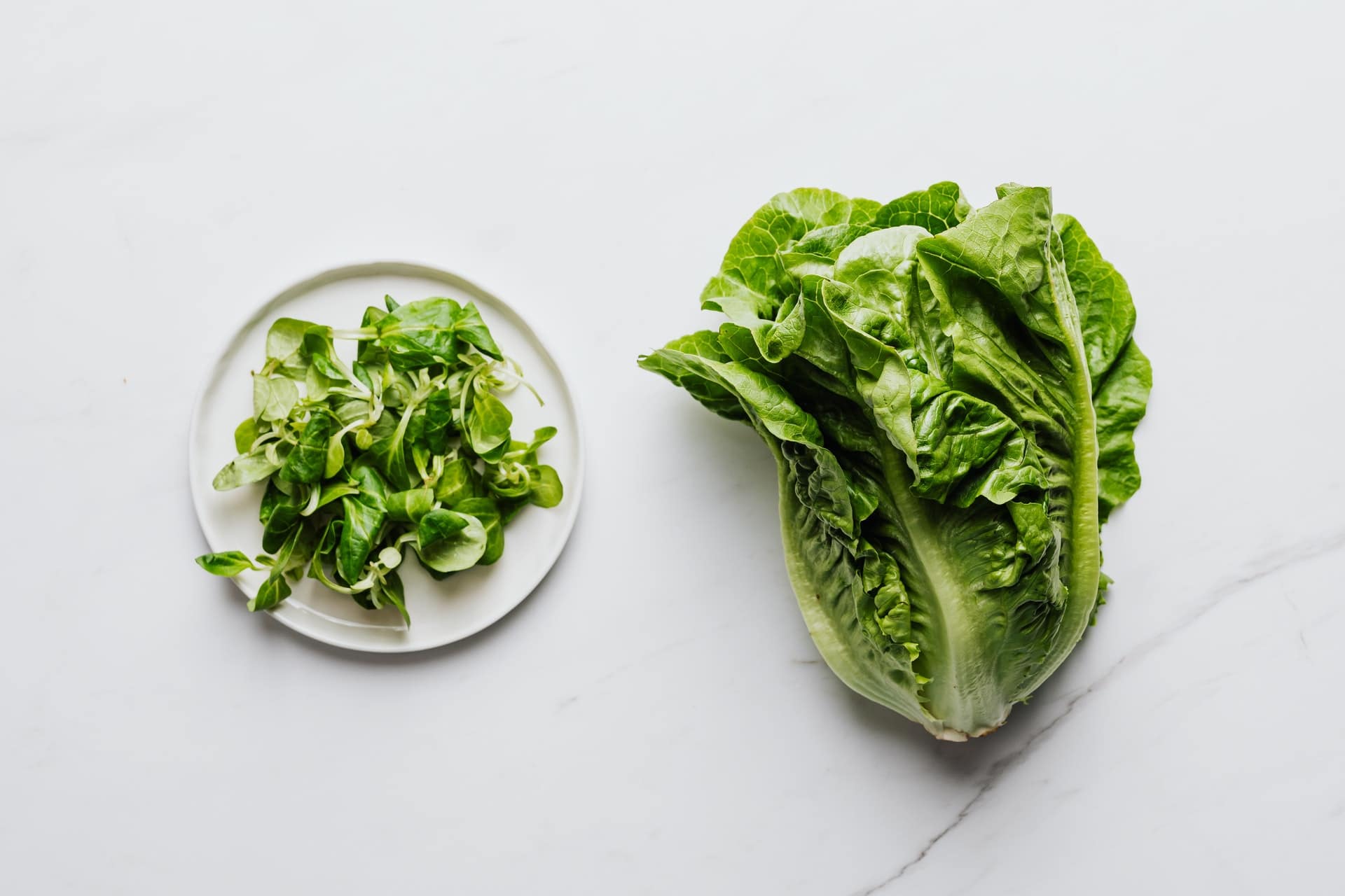 How to grow romaine lettuce