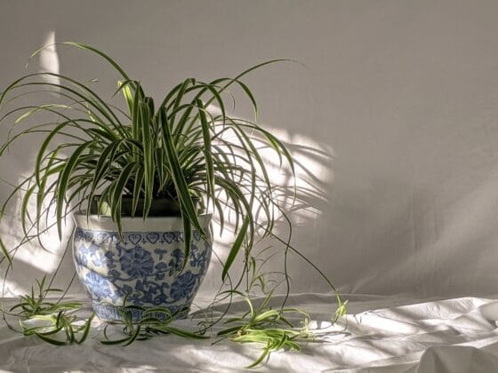 How to Propagate Spider Plant