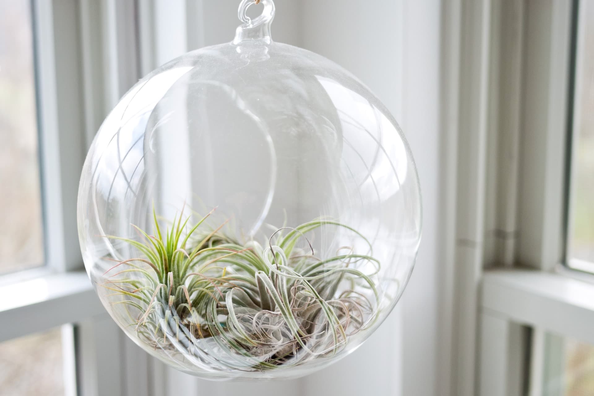 How to Water Air Plants