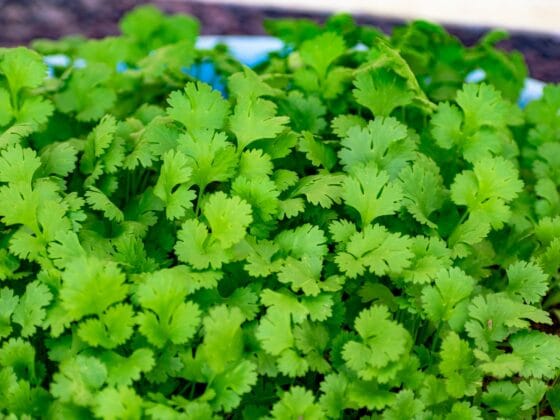 How to grow cilantro from cuttings