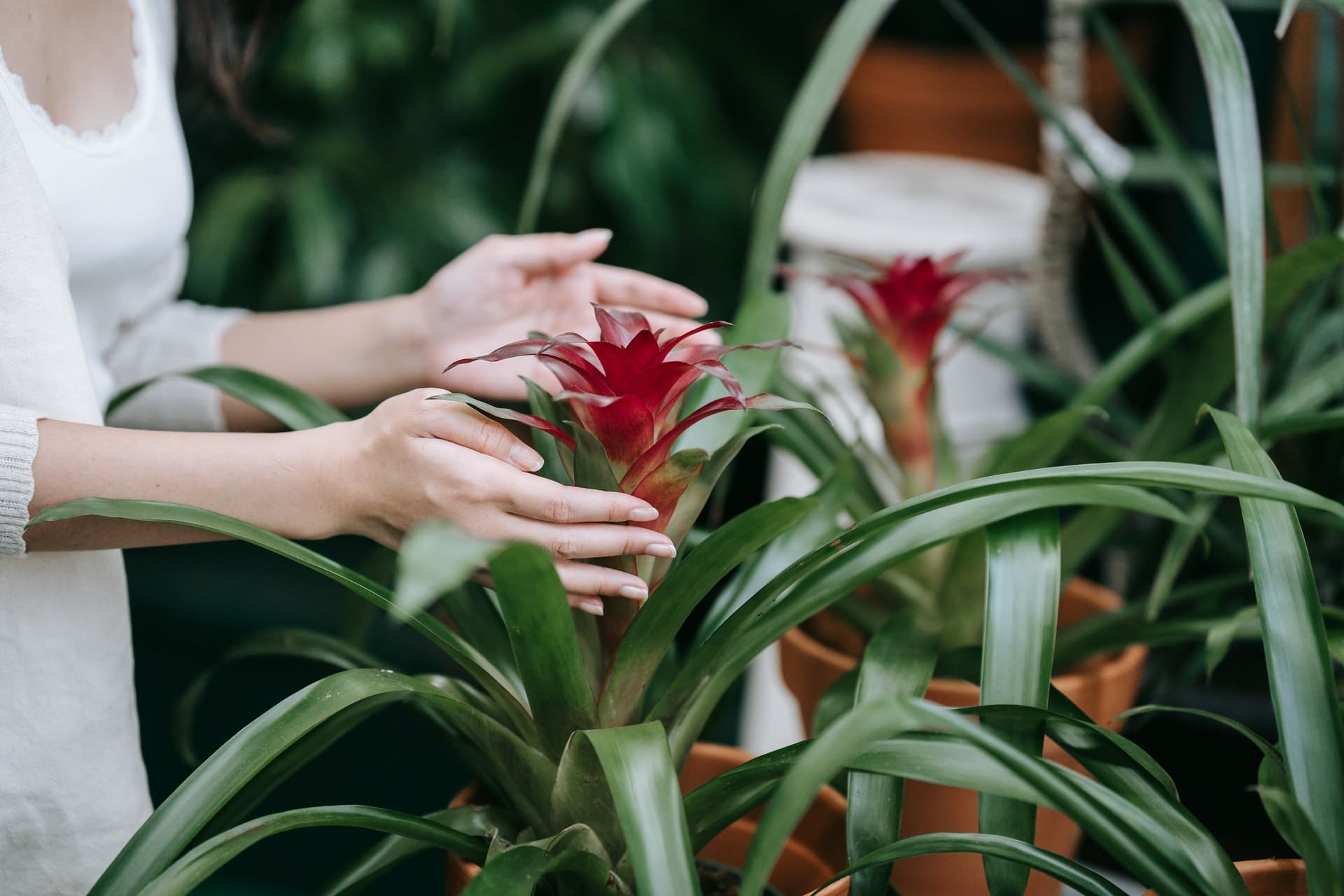 How to water bromeliads
