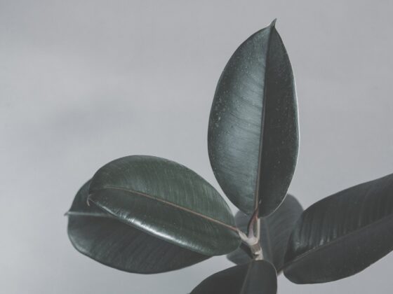 How to Propagate a Rubber Plant
