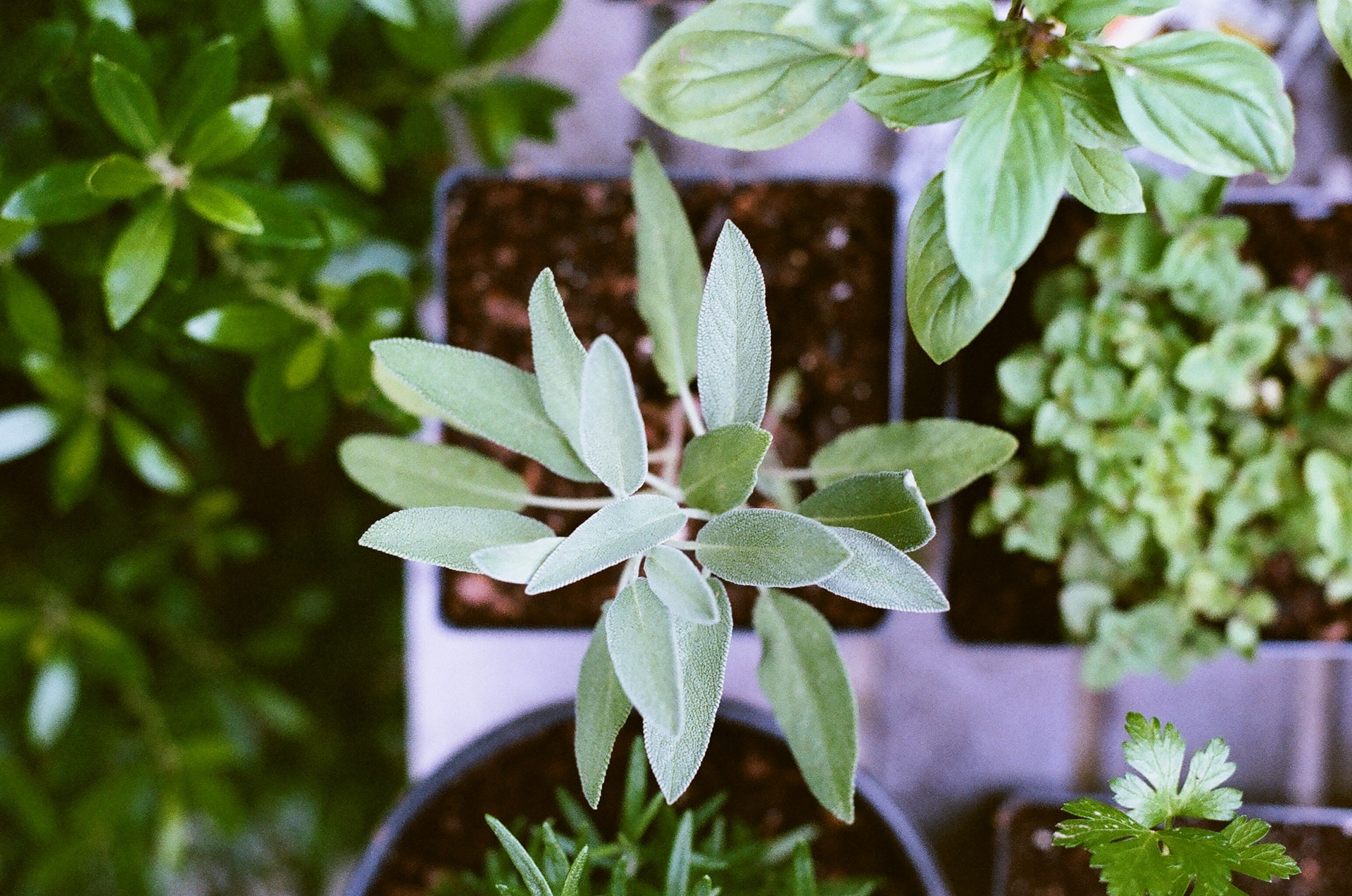 How to Grow Sage Indoors