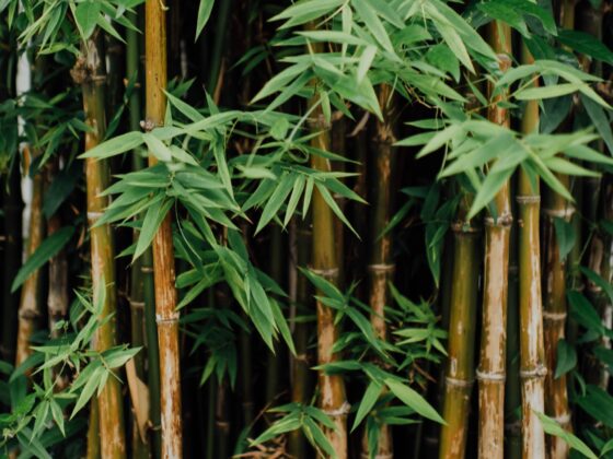 How to Stop Bamboo from Growing