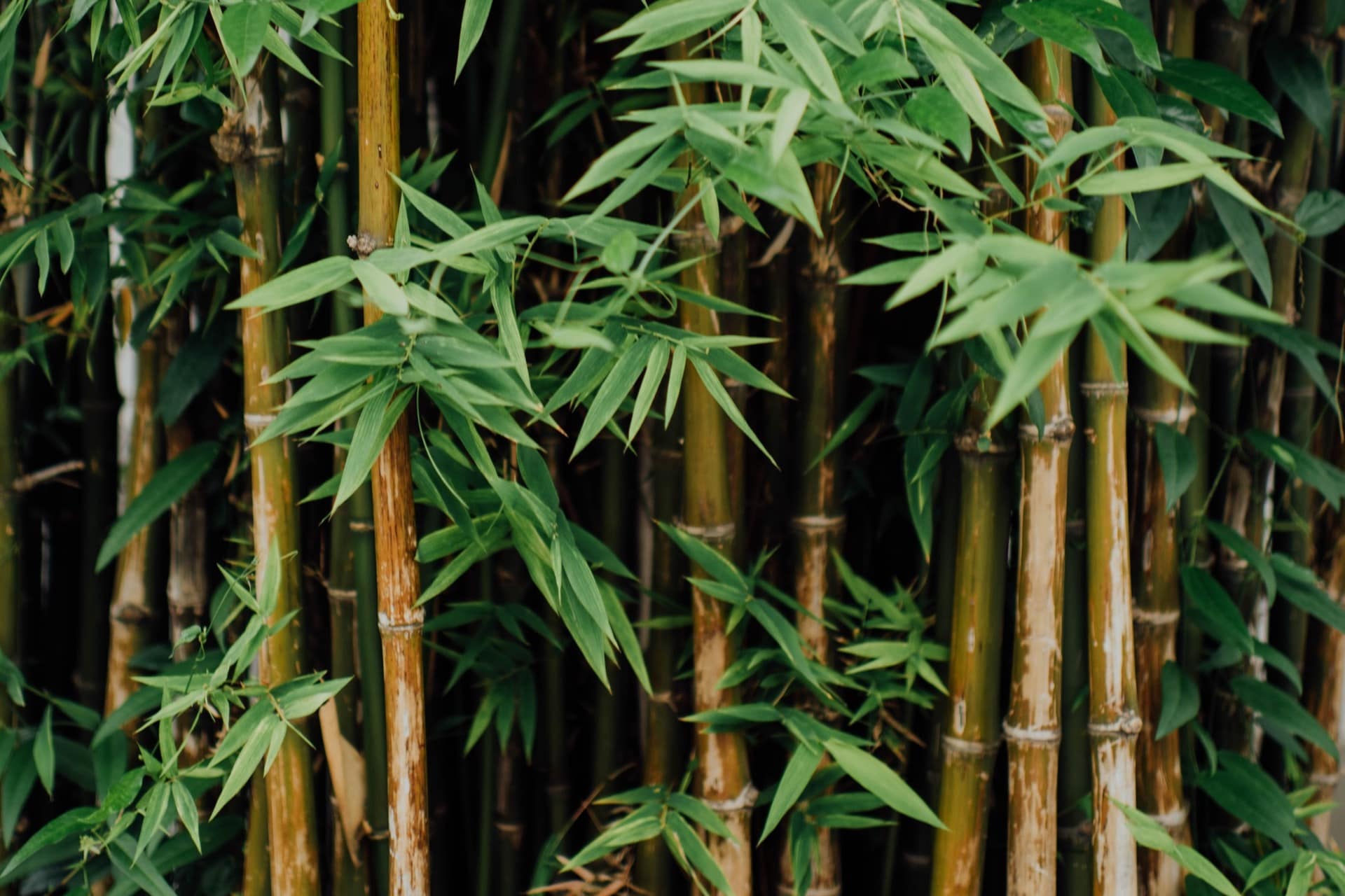 How to Stop Bamboo from Growing