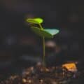 Scientists Present the First Moon-Soil-Grown Plants!