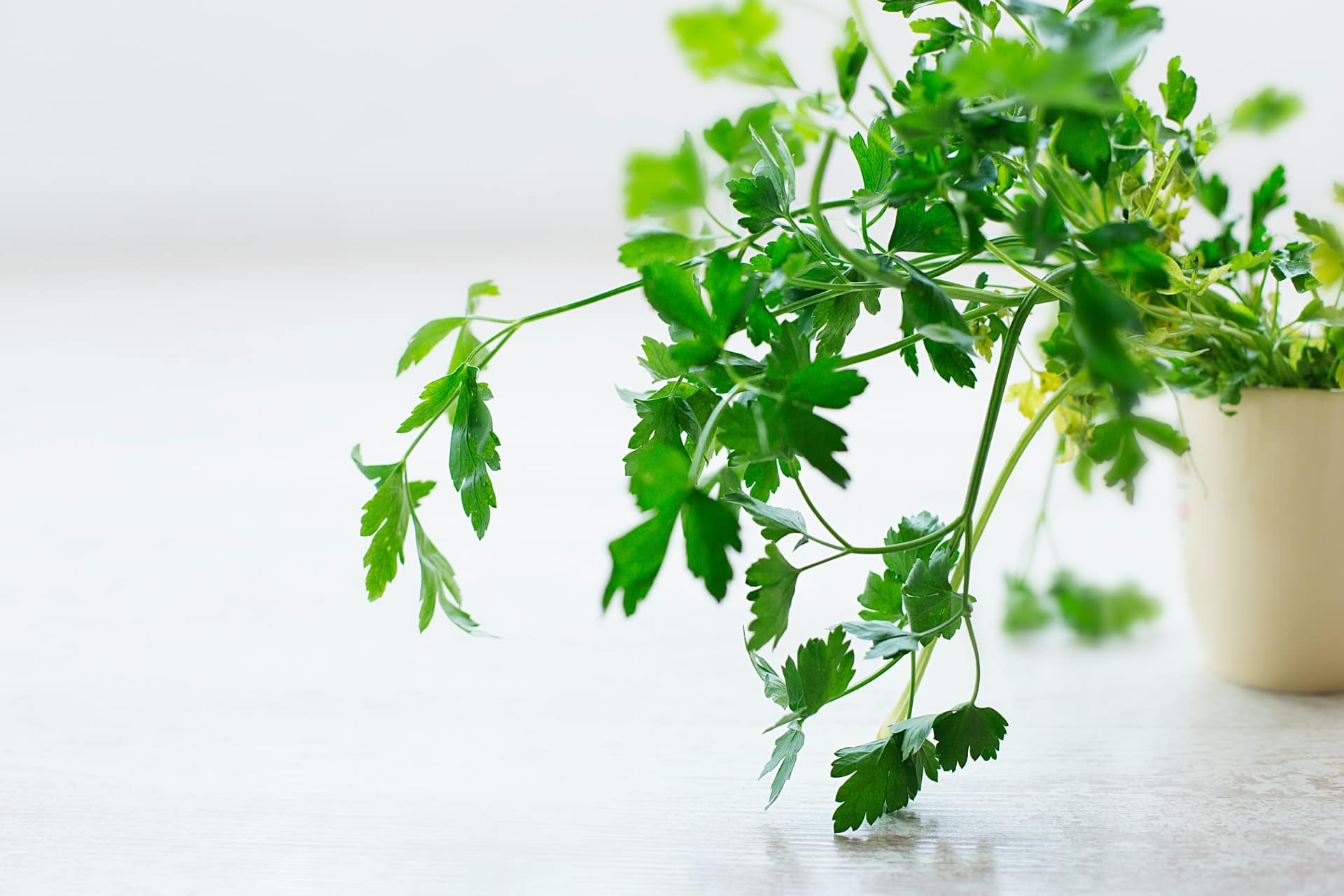 How to Harvest Parsley