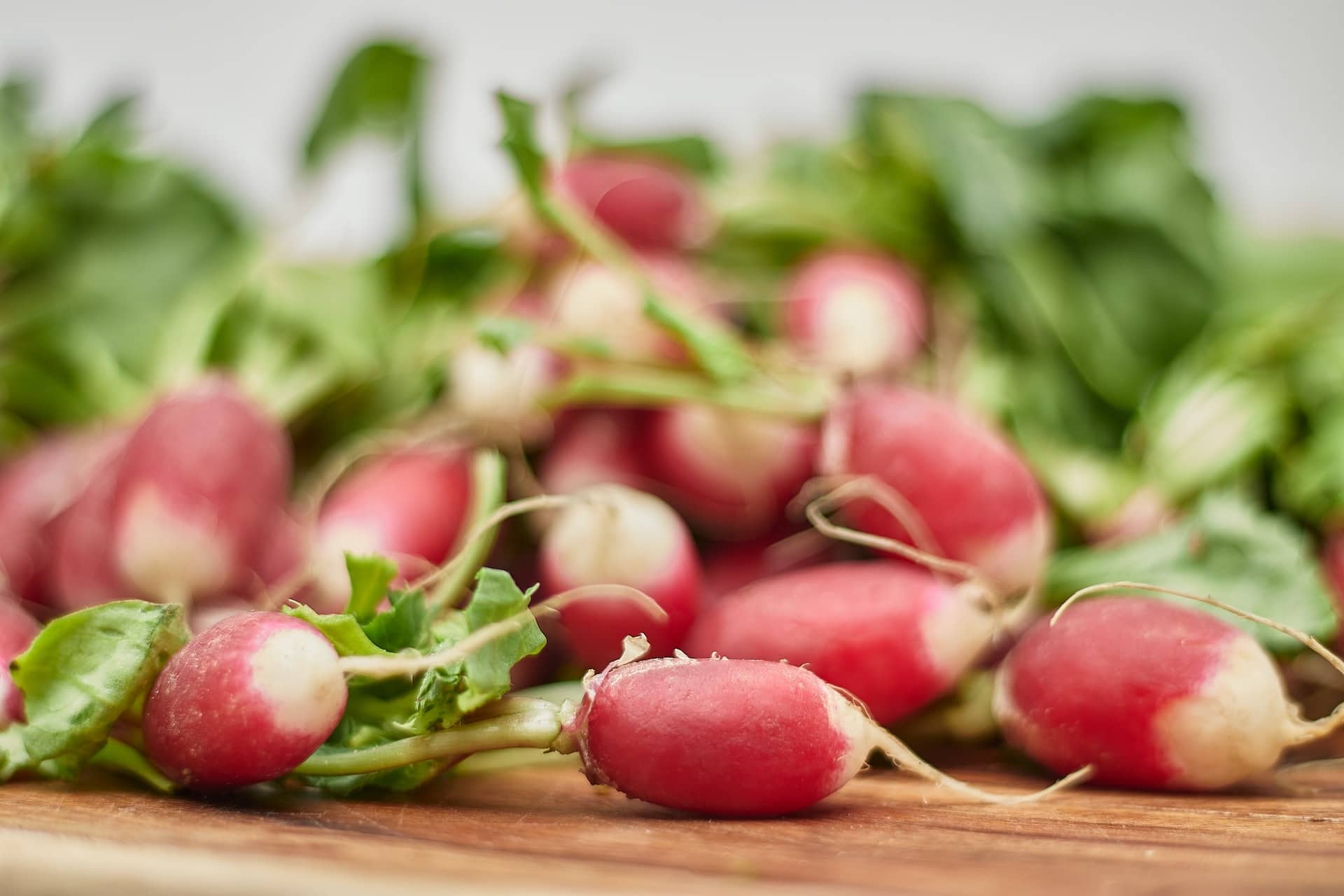 When to Harvest Radishes