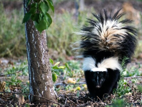 How to Get Rid of Skunks