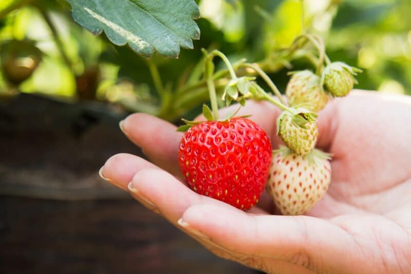 How to Grow Strawberries from Seeds
