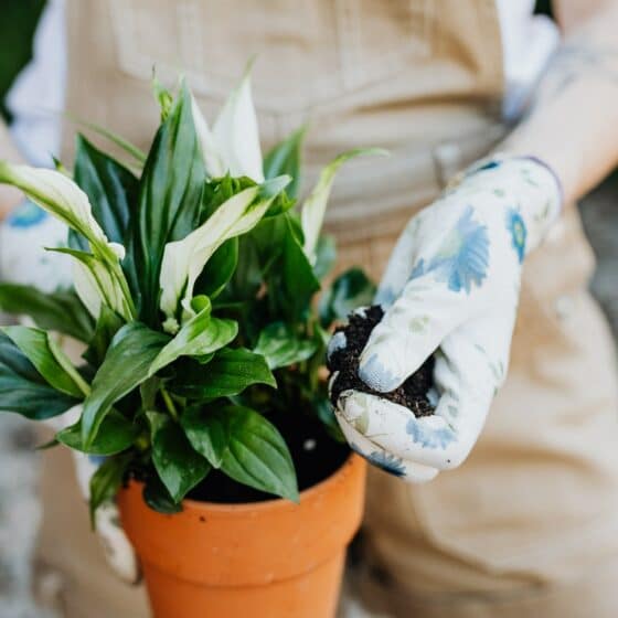 How to Propagate Peace Lily
