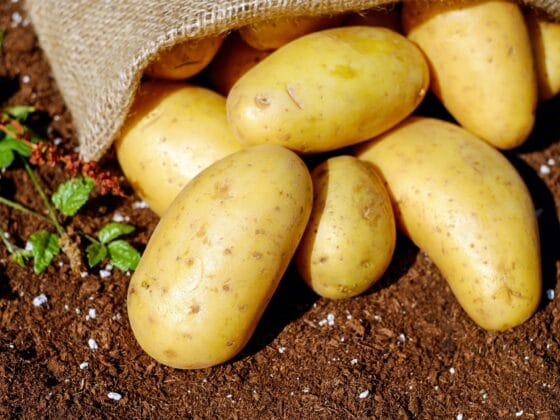 Potato Companion Plants