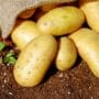 Potato Companion Plants
