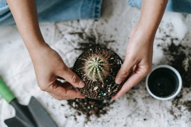 How to Repot a Cactus