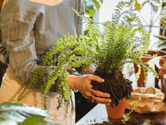 How To Take Care of Ferns