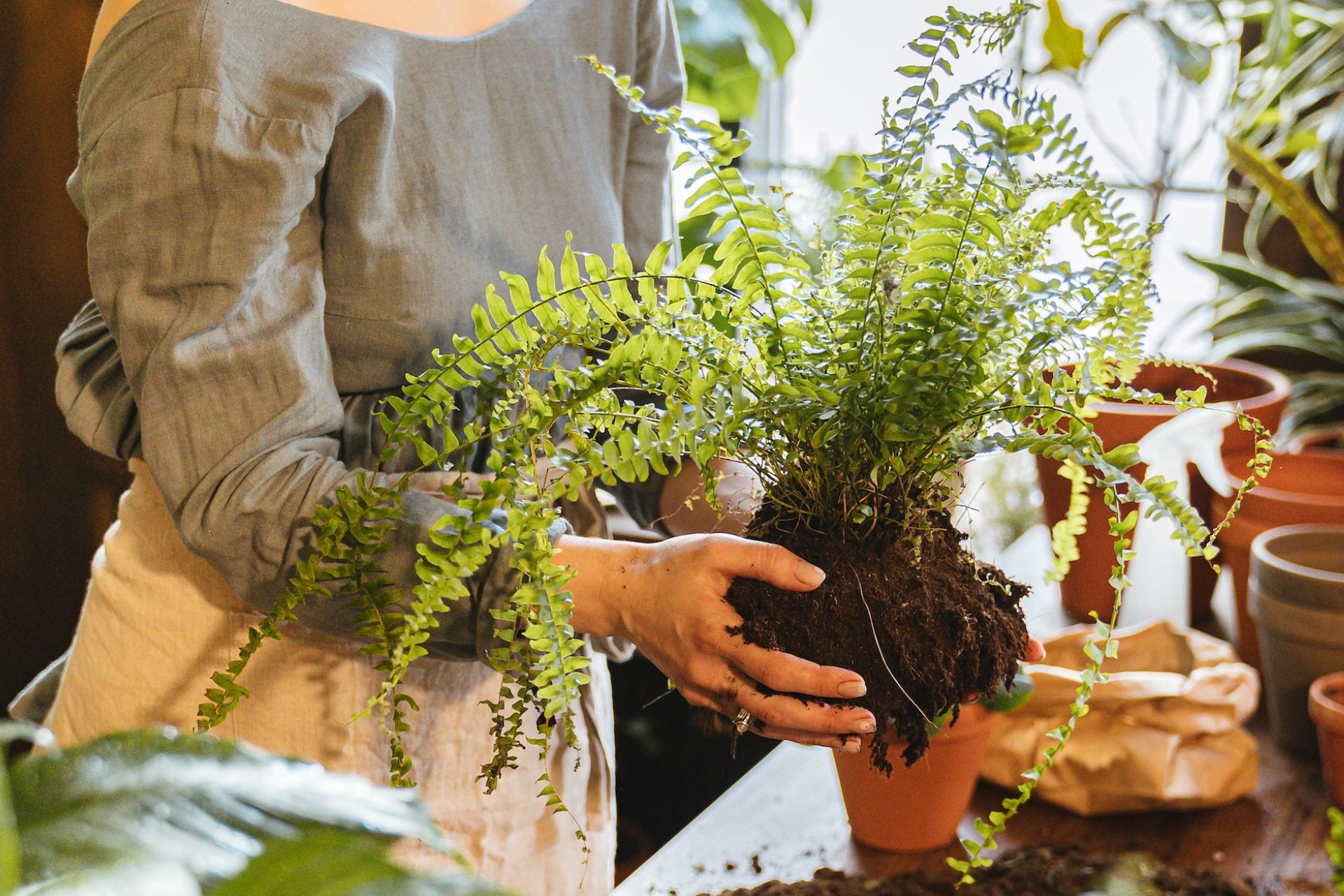 How To Take Care of Ferns