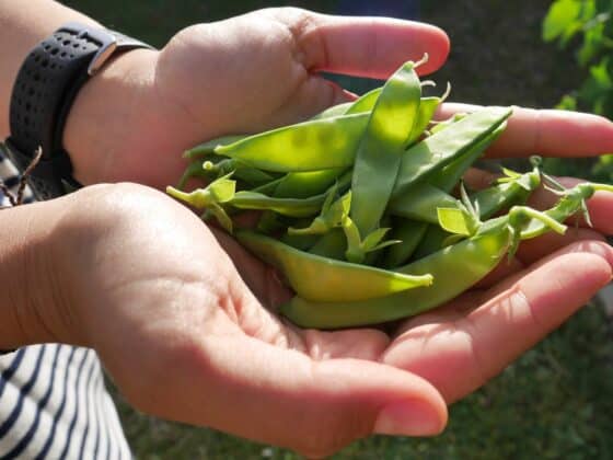 How to grow sugar snap peas