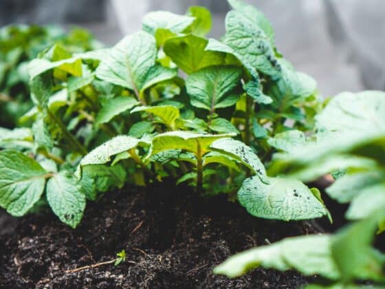 How To Grow Potatoes in a Container