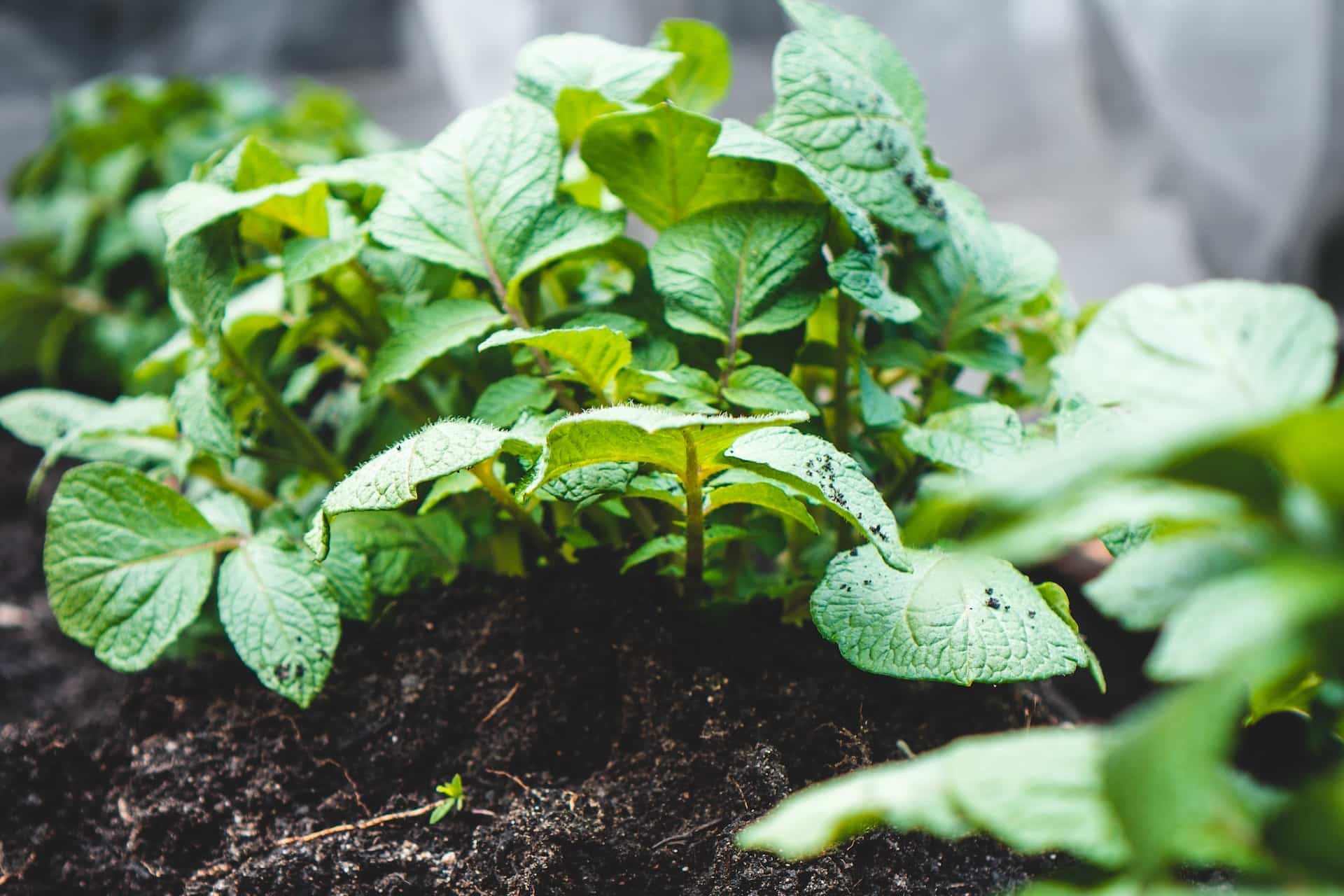 How To Grow Potatoes in a Container