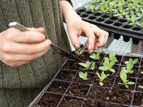 How to Harden off Seedlings